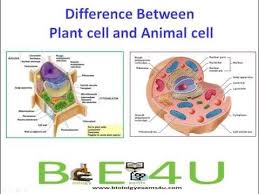 5 Major Differences Between Animal Cell And Plant Cell Animal Cell Animal Cells Worksheet Teaching Biology