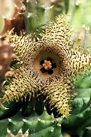 Image result for Duvalia polita