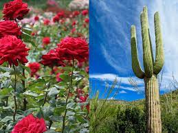 Children pretend to play in a sushi cafe. The Story Of A Red Rose And A Cactus World Of Succulents