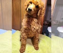 I am a small breeder of beautiful red and black standard poodles. View Ad Poodle Standard Litter Of Puppies For Sale Near Missouri Joplin Usa Adn 234302