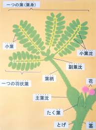 オジギソウの膨圧運動 小学校の部 継続研究奨励賞 入賞作品 自由研究 自然科学観察コンクール シゼコン