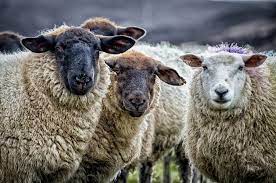 A Close Encounter With Some Of The Locals On My Trip To Donegal Last Year The Looks That The Sheep Give You It S Hard Not T Sheep Art Sheep Paintings Animals