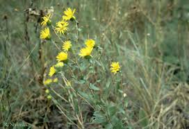 Image result for Gerrardinaceae