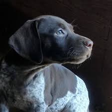 German shorthaired pointer puppies for sale in usa, page 1 (10 per page). Sta Round Farms German Shorthaired Pointers Home Facebook