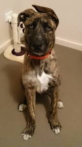 Female dogs tend to be smaller than males, but, on average, these dogs can stand up to 26 inches tall at the shoulder, weighing between 60 and 90 pounds. German Shepherd Cross Bulldog Online
