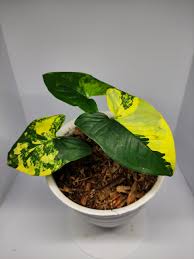 Aurea is a variant form of aura (latin). Syngonium Aurea Plantshoprizki