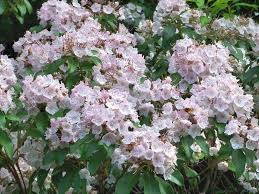 Image result for Loxogramme latifolia