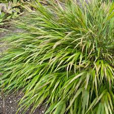 Image result for hakonechloa macra nicolas