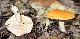 Image result for Dentinum repandum