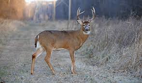 About 43 icons in 0.006 seconds. Understanding Whitetail Body Language