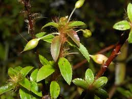 Image result for Sauvagesia