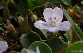 Image result for Dyschoriste nagchana