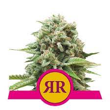 These sturdy runtz can be customized and come with sturdy zippers. Royal Runtz Cannabissamen Royal Queen Seeds