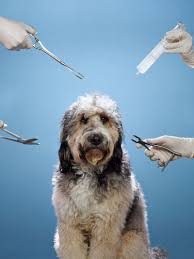 The best pet insurance ever by nationwide®. The High Cost High Risk World Of Modern Pet Care Modern Pet Pets Pet Insurance Reviews