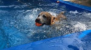 Near you 20+ pet sitters near you. Dog Swimming Pool In Hyderabad Progressive Kennels Dog Swimming Pool In Hyderabad Dog Swimming