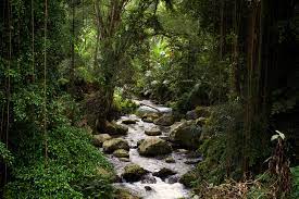 We looked at a new forest river before plunging into a used aliner. River Flow Is Permanently Reduced After Planting Forests Tech Explorist