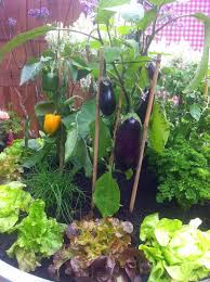 Epingle Sur Jardin Potager
