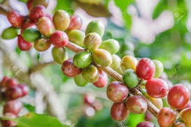 Green beans grow on trees. Green Coffee Beans Growing On The Branch Raw Coffee Bean On Stock Photo Picture And Royalty Free Image Image 95638835