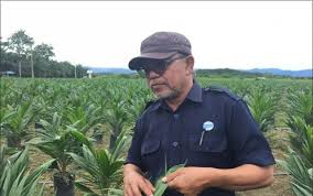 Setiap hari saya mesti memberi makan keluarga. Unggul Widya Bidik Replanting Lahan Sawit Plasma 500 Hektare