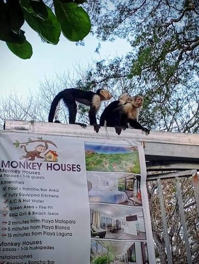 Monkey House 4- Two Minutes from the Beach - Houses for Rent in Matapalo  Beach, Guanacaste Province, Costa Rica - Airbnb