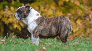 Bulldogs came in black & white & black tri since the breed first started long before the 1800s. English Bulldog Breed Info Personality Traits Temperament More