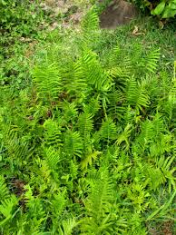 Image result for Cyclosorus striatus