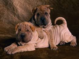 Feb 13, 2021 · if you're looking for the cutest dog breeds, you've come to the right spot. 19 Fat Dogs Wallpapers On Wallpapersafari