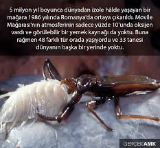 5 Milyon Yillik Gizemli Magara Magara Yemek Yerler