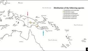 Image result for Calyptrochilum