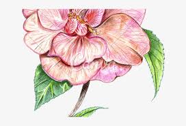 Jul 26, 2021 · the magic paintbrush, also known as the gadd industries paintbrush or gaddbrush, is bowser jr.'s main weapon. Ranuncula Clipart Japanese Flower Anthurium Transparent Png 640x480 Free Download On Nicepng