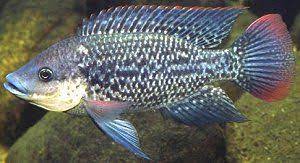 home fishkis com fish cichlid fish freshwater fish