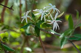 Image result for Jasminum stenolobum