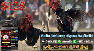 Para penyuka sabung ayam lebih mempopulerkan shamo thailand ketimbang shamo jepang. Judi Sabung Ayam Vietnam Daftar S1288 Situs Judi S128 Sabung Ayam