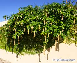 Image result for Gmelina