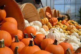 We did not find results for: Come Scegliere E Conservare La Zucca Cucinare Sano E Gustoso