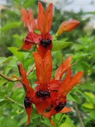 Image result for Ruttya fruticosa