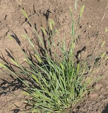 Image result for Setaria viridis