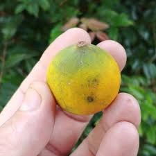 Image result for Pouteria altissima