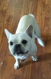 We have many happy french bulldog owners that are proud to walk our babies around in this great city. French Bulldog For Stud For Sale In Cleveland Ohio Classified Americanlisted Com