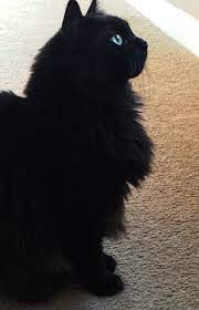 Maybe you would like to learn more about one of these? Dhani My Solid Black Ragdoll Watching The Clouds Photo By Kyotewmn Pretty Cats Beautiful Cats Ragdoll Cat Colors