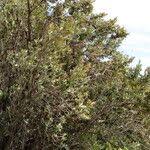 Image result for Ozoroa paniculosa