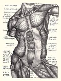 Internal pudendal artery (arteria pudenda interna) the internal pudendal artery is a terminal branch of the anterior division of the internal iliac artery.it is considered to be the main artery of the perineum in both sexes. Human Trunk Muscles Human Anatomy For Artists Anatomy Sketches Anatomy For Artists