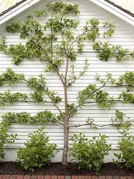 Are there fruit trees that can grow flat against a wall?. Top Garden Trends For 2013 Gardening Trends Vine Trellis Espalier Fruit Trees
