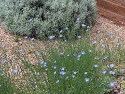 Thank you for the seeds. Plantfiles Pictures Wahlenbergia Species Australian Bluebell Tall Bluebell Wahlenbergia Stricta By Kell
