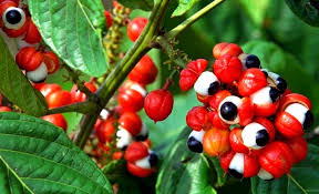 Adalah padi yang ditanam di tegal/kebun/ladang atau huma. Guarana Bakal Lonjak Nama Malaysia Hasilkan Produk Saingi Tepung Gandum Semasa Mstar