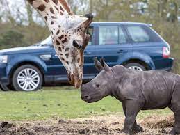 The park holds over 165 species of exotic animals. Take The Kids To West Midland Safari Park Family Holidays The Guardian