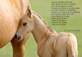 Love Is Gentle Love Is Kind Horse And Colt Photograph By Mark Duffy