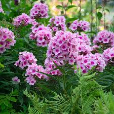 Image result for Phlox paniculata