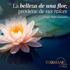 Résultat de recherche d'images pour "Una Flor"