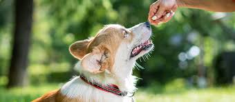 Best for sensitive stomachs—rachael ray nutrish just 6 limited ingredient dry dog food. The Best Dog Food For Corgis Review In 2021 My Pet Needs That